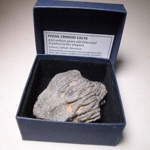 FOSSIL CRINOID CALYX - 410 million years old - Morocco