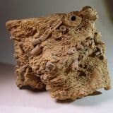 FOSSIL CRINOID STEMS  -  320 million years old  - Derbyshire