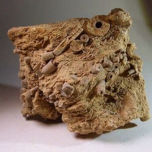 FOSSIL CRINOID STEMS - 320 million years old - Derbyshire