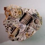 FOSSIL CRINOID STEMS ('SCREWSTONE') - 300 million years old - Ukraine