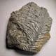 FOSSIL CRINOIDS  - 190 million years old - Charmouth, Dorset