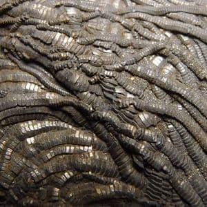 FOSSIL CRINOIDS - 190 million years old - Charmouth, Dorset