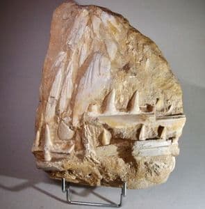 FOSSIL ENCHODUS TEETH AND BONES - 70 million years old - Morocco