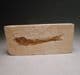 FOSSIL FISH   -  110 million years old  - Brazil