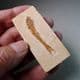 FOSSIL FISH   -  110 million years old  - Brazil