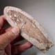 FOSSIL FISH   -  110 million years old  -   Brazil