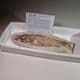 FOSSIL FISH   -  110 million years old  -   Brazil