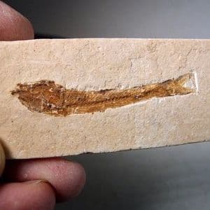 FOSSIL FISH   -  110 million years old  - Brazil