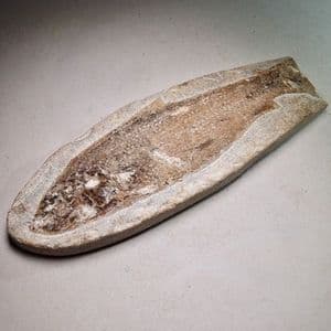FOSSIL FISH   -  110 million years old  -   Brazil