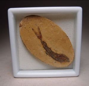 FOSSIL FISH   -  110 million years old  -  Brazil