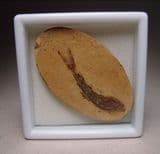 FOSSIL FISH - 110 million years old - Brazil