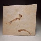 FOSSIL FISH - 110 million years old - Brazil