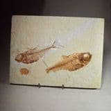 FOSSIL FISH - 52 million years old - USA