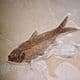 FOSSIL FISH (VERY FINE DISPLAY SPECIMEN)  -   52 million years old  -  USA