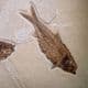 FOSSIL FISH (VERY FINE DISPLAY SPECIMEN)  -   52 million years old  -  USA