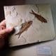 FOSSIL FISH (VERY FINE DISPLAY SPECIMEN)  -   52 million years old  -  USA