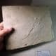 FOSSIL FISH (VERY FINE DISPLAY SPECIMEN)  -   52 million years old  -  USA