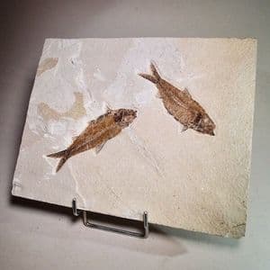 FOSSIL FISH (VERY FINE DISPLAY SPECIMEN)  -   52 million years old  -  USA