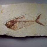 FOSSIL FISH (very good example on an uncut block) - 52 million years old - USA