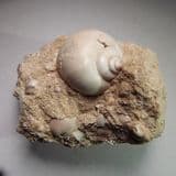 FOSSIL GASTROPOD - 45 million years old - France