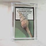 FOSSIL GASTROPOD (Orthosurcula rostrata) - 40 million years old - Highcliffe, Hampshire