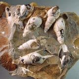 FOSSIL GASTROPODS - 50 million years old - Isle of Sheppey, Kent
