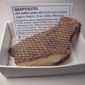 FOSSIL GRAPTOLITES  -  475 million years old - Morocco