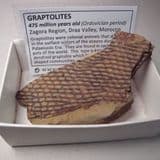 FOSSIL GRAPTOLITES - 475 million years old - Morocco
