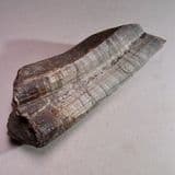 FOSSIL HIPPOPOTAMUS TUSK - up to 2 million years old - Java, Indonesia
