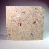 FOSSIL INSECTS - 52 million years old - Wyoming, USA