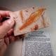 FOSSIL LEAF OF GLOSSOPTERIS IN A GLASS MUSEUM DISPLAY BOX -  260 million years old  -  Australia