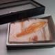 FOSSIL LEAF OF GLOSSOPTERIS IN A GLASS MUSEUM DISPLAY BOX -  260 million years old  -  Australia