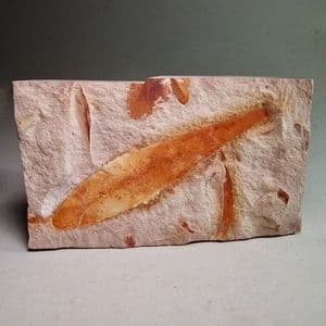 FOSSIL LEAF OF GLOSSOPTERIS IN A GLASS MUSEUM DISPLAY BOX -  260 million years old  -  Australia