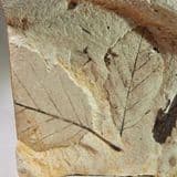 FOSSIL LEAVES - 45 million years old - British Columbia, Canada