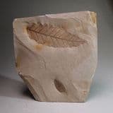 FOSSIL LEAVES - Hungary