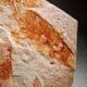 FOSSIL LEAVES OF GLOSSOPTERIS  -  260 million years old  -  Australia