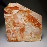 FOSSIL LEAVES OF GLOSSOPTERIS  -  260 million years old  -  Australia