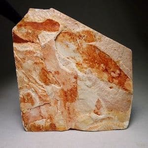 FOSSIL LEAVES OF GLOSSOPTERIS  -  260 million years old  -  Australia