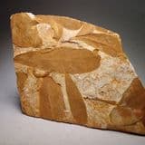 FOSSIL LEAVES OF GLOSSOPTERIS - 260 million years old - Australia