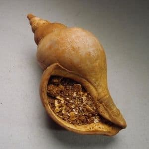 FOSSIL LEFT-HANDED WHELK - 3 million years old - Red Crag. Walton-on-the-Naze, Essex