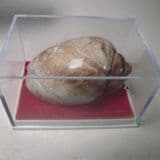 FOSSIL 'LEFT-HANDED' WHELK (REPLACED WITH CHALCEDONY) - India