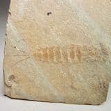 FOSSIL MAYFLY - 120 million years old - China