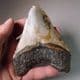 FOSSIL 'MEGALODON' GIANT SHARK'S TOOTH (4 inches)  -  about 5 million years old  -  USA