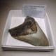 FOSSIL 'MEGALODON' GIANT SHARK'S TOOTH (4 inches)  -  about 5 million years old  -  USA