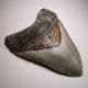FOSSIL 'MEGALODON' GIANT SHARK'S TOOTH (4 inches)  -  about 5 million years old  -  USA