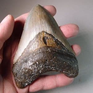 FOSSIL 'MEGALODON' GIANT SHARK'S TOOTH (4 inches)  -  about 5 million years old  -  USA