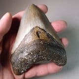 FOSSIL 'MEGALODON' GIANT SHARK'S TOOTH (4 inches) - about 5 million years old - USA
