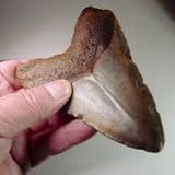FOSSIL 'MEGALODON' GIANT SHARK'S TOOTH (4.5 inches) - about 5 million years old - USA