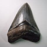 FOSSIL 'MEGALODON' GIANT SHARK'S TOOTH - about 5 million years old - USA