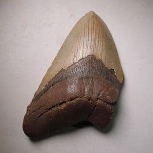 FOSSIL 'MEGALODON' GIANT SHARK'S TOOTH (PART OF) - about 5 million years old - USA